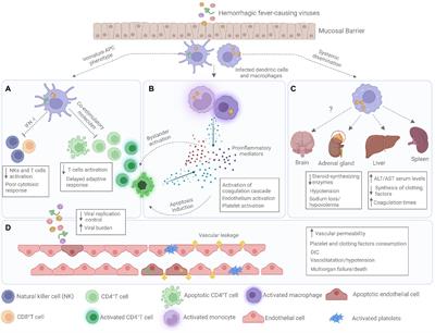 Hemorrhagic fever viruses: Pathogenesis, therapeutics, and emerging and re-emerging potential